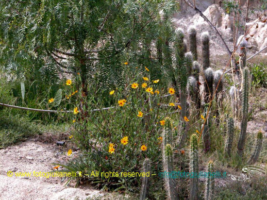 cactus valle della luna