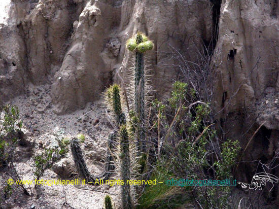 bolivia cactus