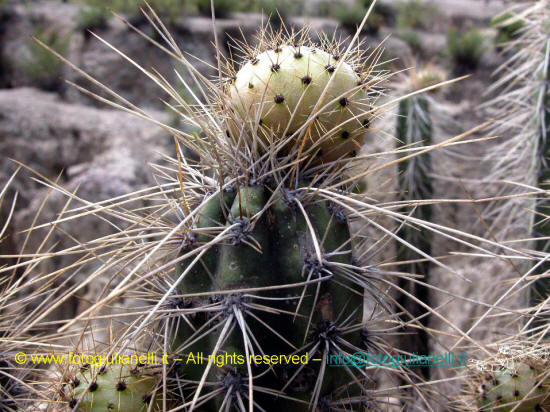 moon valley cactus
