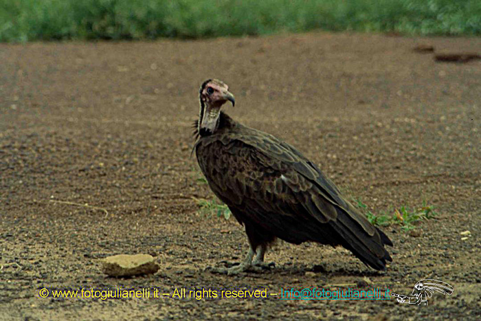 africa burkina faso ouagadougou (113)