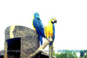 ecuador quito napo amazzonia 1990 (149)